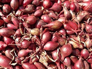 Red Shallots