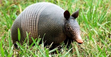 How to Get Rid of Armadillos - The Destructive Animal ...