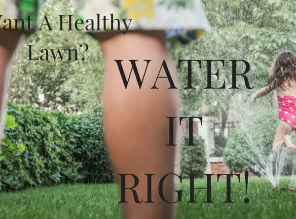 Want A Healthy Lawn? Water It Right