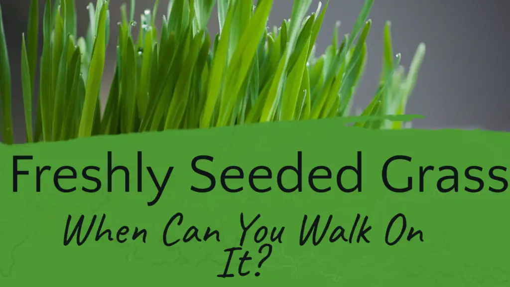 how-long-after-planting-grass-seed-can-you-walk-on-it-or-mow-it